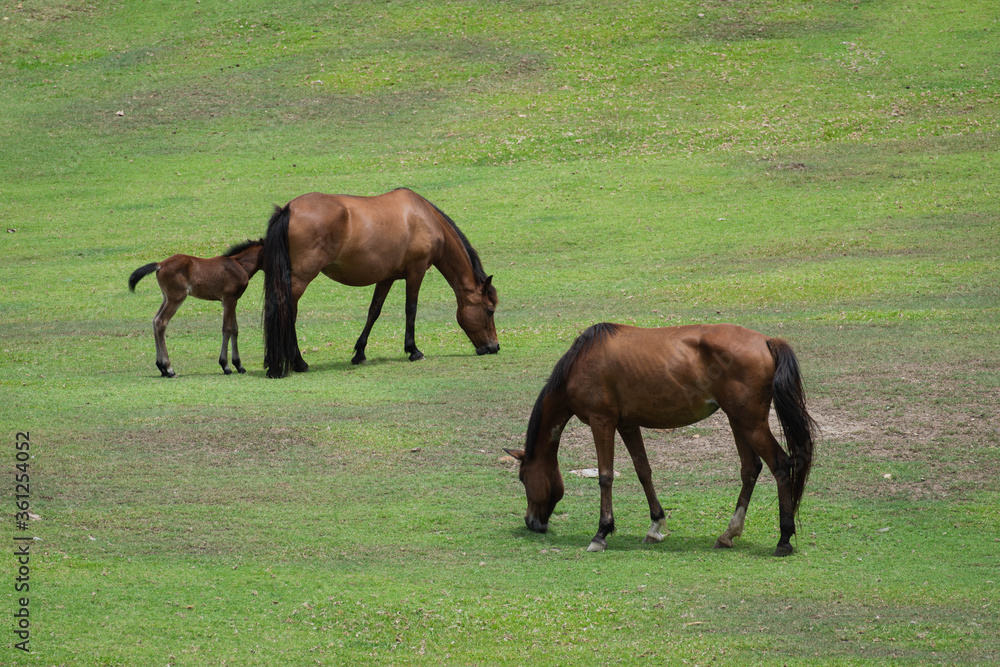Brown horse family are eating grass in the vast grass area. Brown horse family are eating grass in the vast grass area.