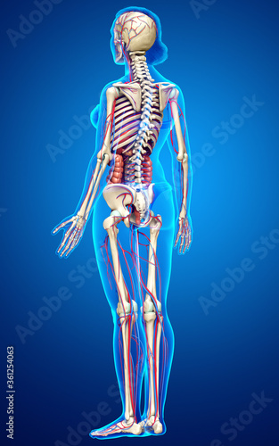 3d rendered medically accurate illustration of female Internal organs, skeleton and circulatory system © pixdesign123