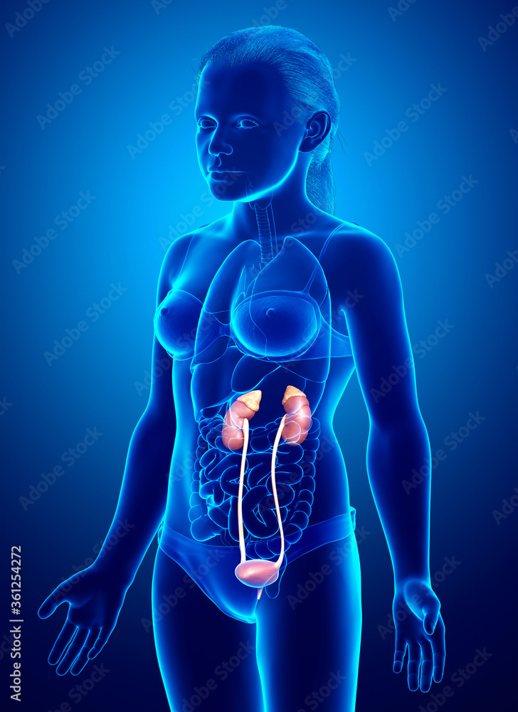 3d rendered, medically accurate illustration of the young girl kidneys anatomy 3d rendered, medically accurate illustration of the young girl kidneys anatomy