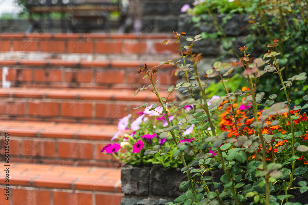 Naklejka premium 階段に咲く花