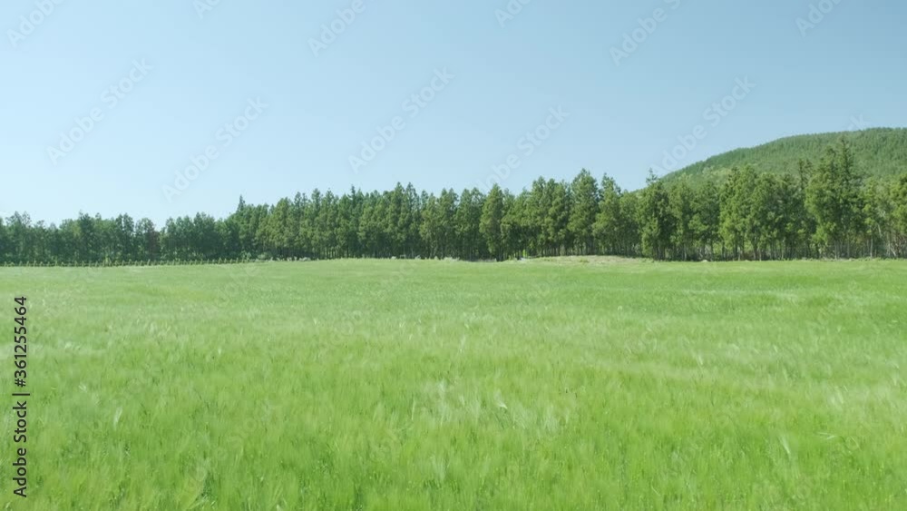 The blue sky and the vast green barley field. Jeju Island. The blue sky and the vast green barley field. Jeju Island.
