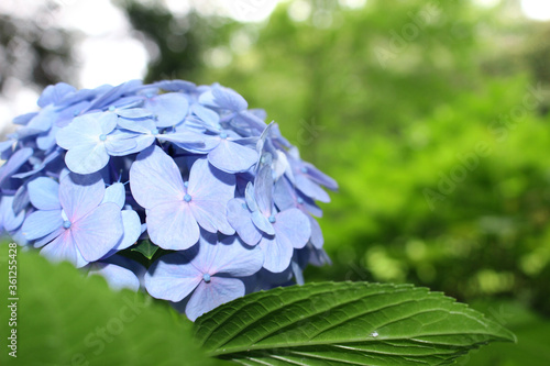 紫陽花_青_01
