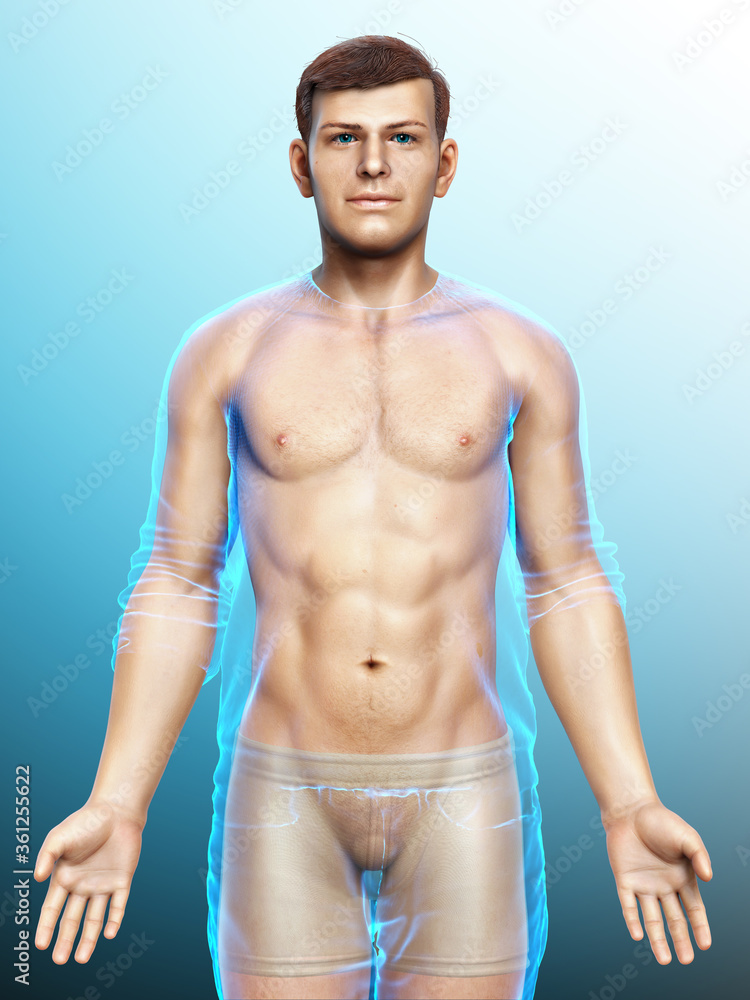 Fototapeta premium 3d rendered illustration of the male body