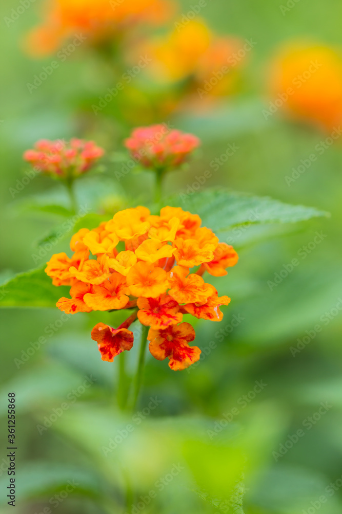 Beautiful Colorful Hedge Flower, Weeping Lantana, Lantana camara Linn Beautiful Colorful Hedge Flower, Weeping Lantana, Lantana camara Linn