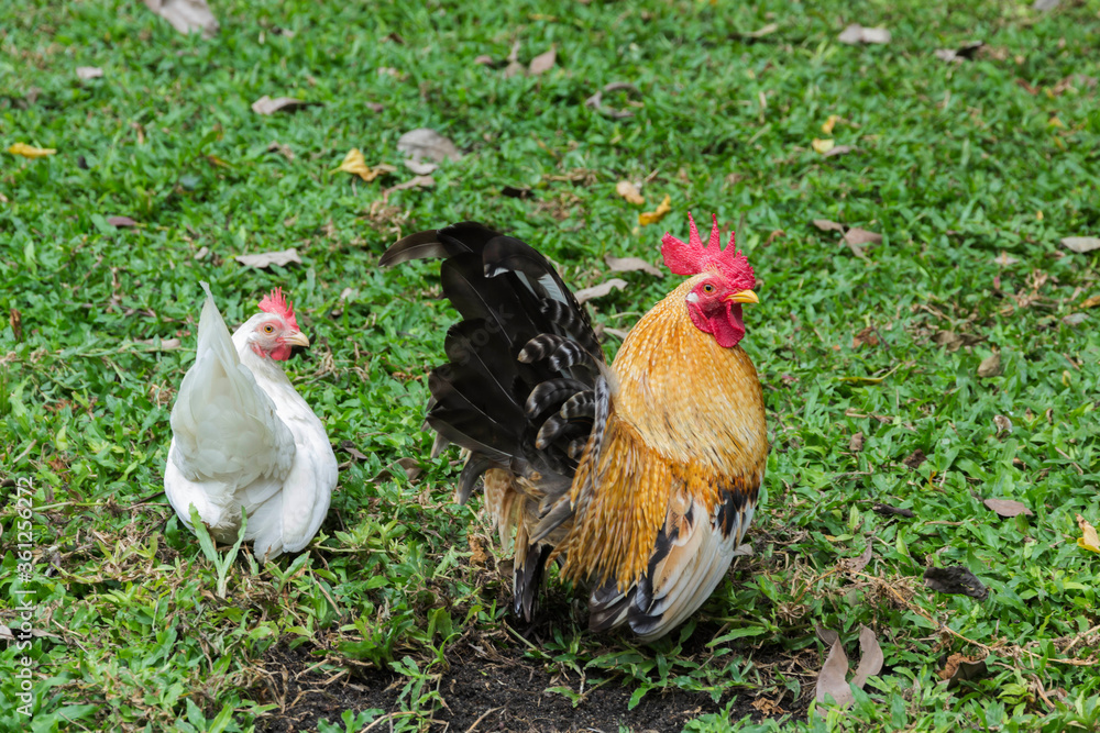 Fototapeta premium Bantam living under the lawn in the