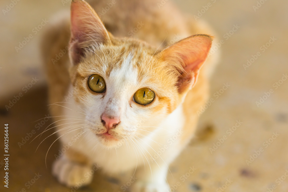 A cute orange cat lying on the ground waiting