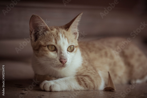 A cute orange cat lying on the ground waiting © kaewphoto