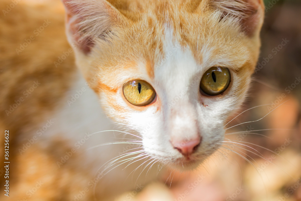 A cute orange cat lying on the ground waiting A cute orange cat lying on the ground waiting