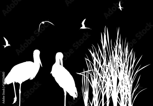 gulls above two storks between white reeds