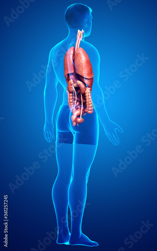 3d rendered medically accurate illustration of male Internal organs