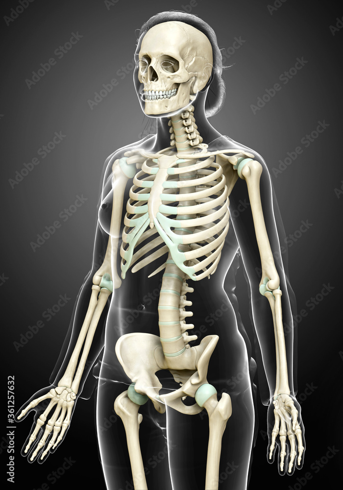 3d rendered, medically accurate illustration of a female skeleton system 3d rendered, medically accurate illustration of a female skeleton system