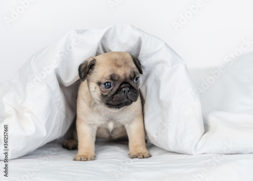Tiny Pug puppy sits under warm blanket on the bed at home
