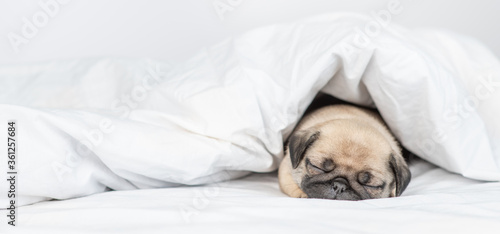 Tiny Pug puppy sleeps under warm blanket on the bed at home. Empty space for text