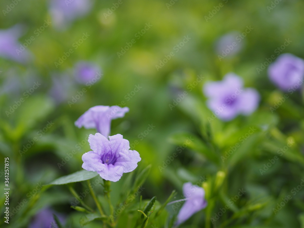 Waterkanon, Watrakanu, Minnieroot, Iron root, Feverroot, Popping pod, Cracker plant, Trai-no, Toi ting ACANTHACEAE, Mexican Bluebell, Petunia purple flower blooming in garden  background