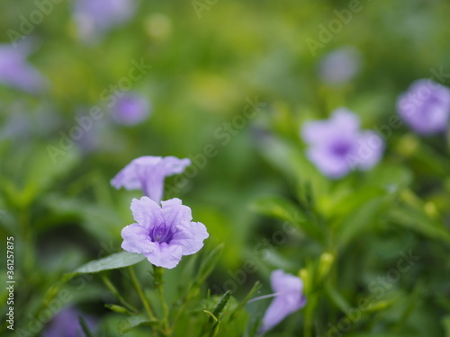 Waterkanon, Watrakanu, Minnieroot, Iron root, Feverroot, Popping pod, Cracker plant, Trai-no, Toi ting ACANTHACEAE, Mexican Bluebell, Petunia purple flower blooming in garden  background