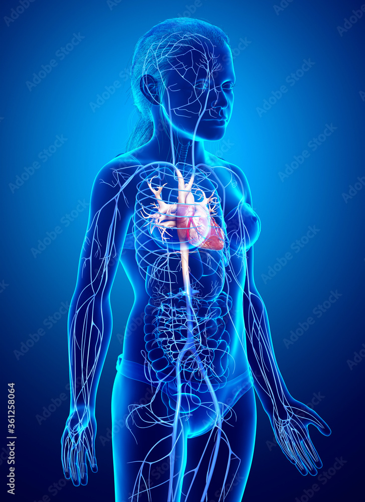3d rendered medically accurate illustration of young girl Veins anatomy 3d rendered medically accurate illustration of young girl Veins anatomy