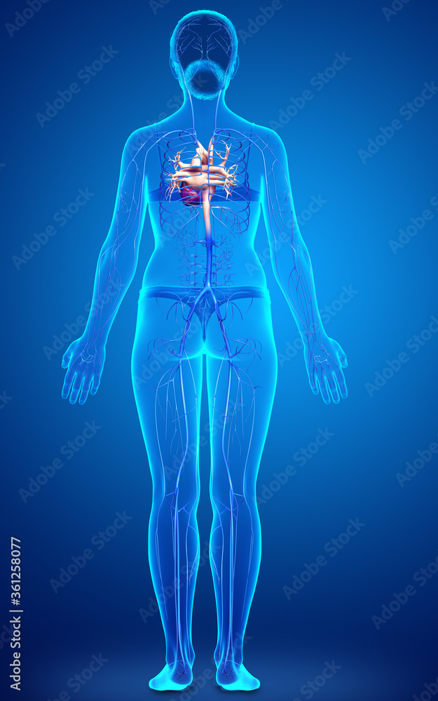 3d rendered medically accurate illustration of a female Veins anatomy 3d rendered medically accurate illustration of a female Veins anatomy