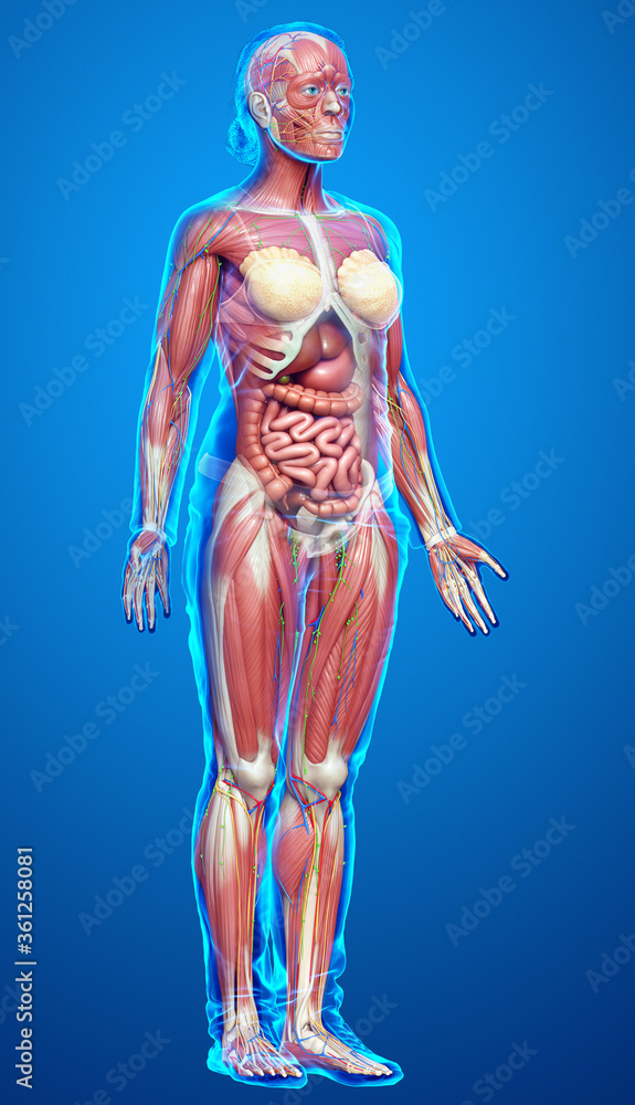 3d rendered medically accurate of the female anatomy 3d rendered medically accurate of the female anatomy