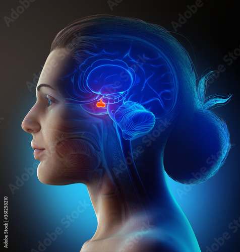 3d rendering medical illustration of a female Brain anatomy PITUITARY GLAND - cross section photo