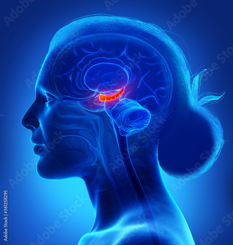 3d rendering medical illustration of Brain HYPPOCAMPUS anatomy - cross section