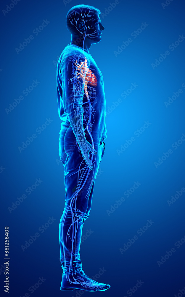 3d rendered medically accurate illustration of a male Veins anatomy 3d rendered medically accurate illustration of a male Veins anatomy