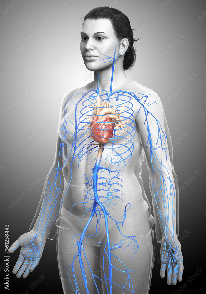 Fototapeta 3d rendered medically accurate illustration of a female Veins anatomy