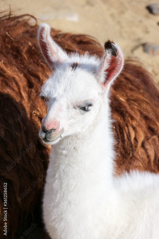 Obraz premium small cute white baby llama in the zoo close up