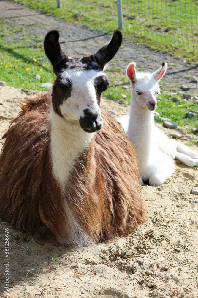 small cute white baby llama with his brown mother