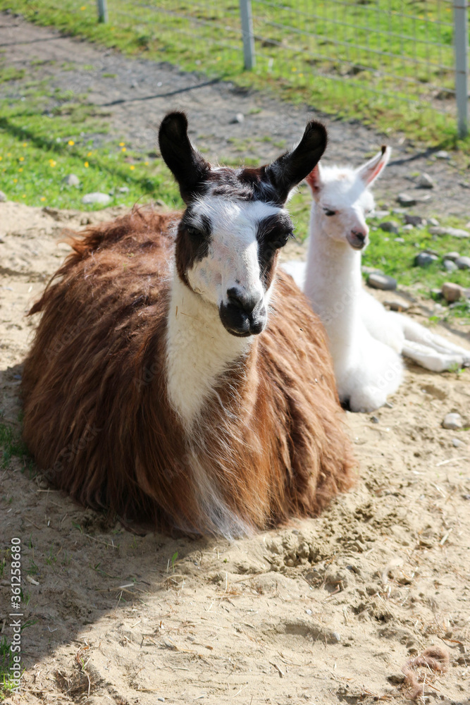 small cute white baby llama with his brown mother small cute white baby llama with his brown mother