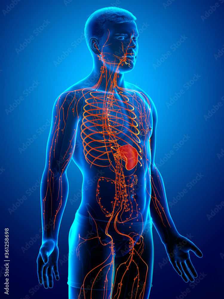 3d rendered, medically accurate illustration of a male lymphatic system 3d rendered, medically accurate illustration of a male lymphatic system