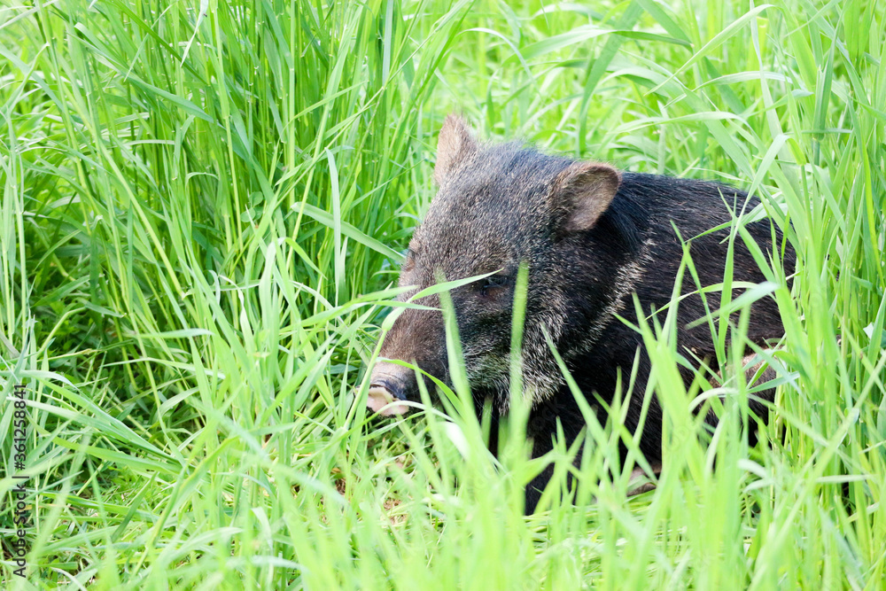 black peccary pig hiding in the grass black peccary pig hiding in the grass