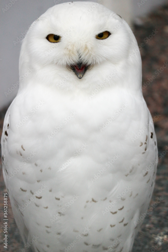 Obraz premium close up of a snowy white polar owl