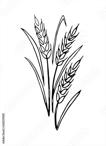 Vector doodle spikelet of wheat isolated on white background