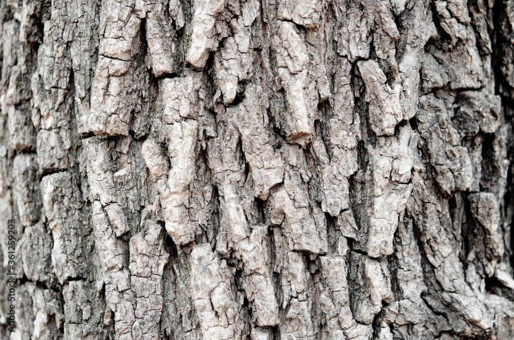 Relief texture of tree bark. Natural background Relief texture of tree bark. Natural background