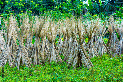 Jute plant stems laid for drying in the sun with sky and green tree and bushes on background.Cultivation of jute plant in West bengal, India photo