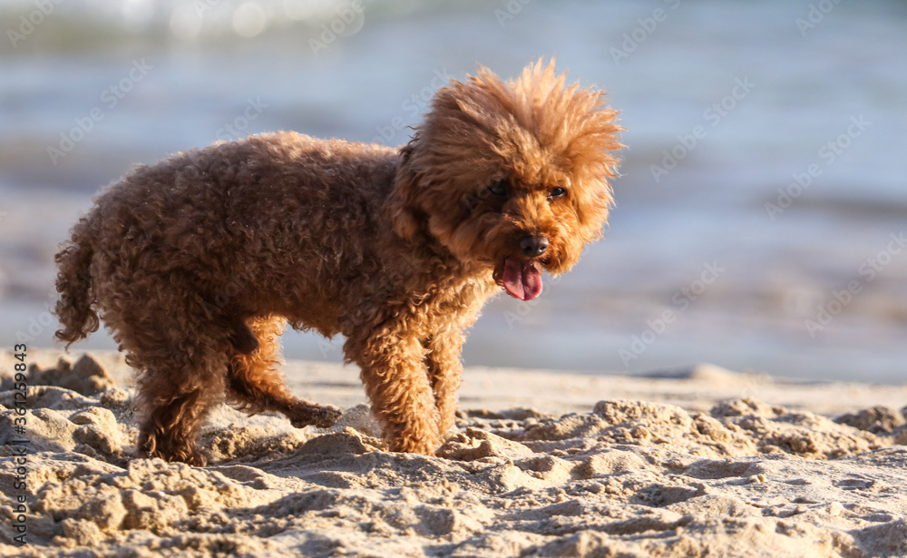 A dog walks in the sand. A dog walks in the sand.