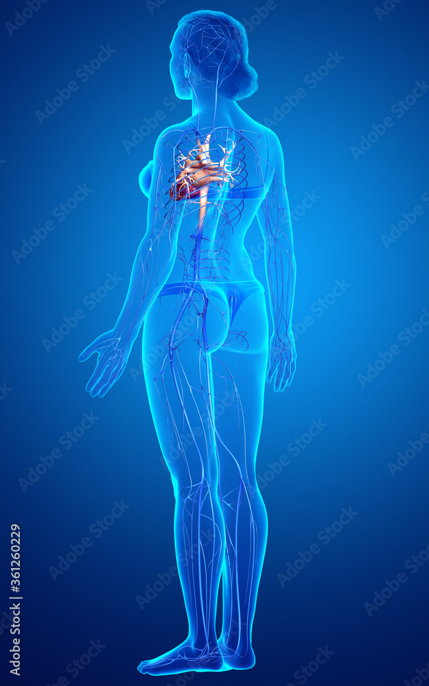 3d rendered medically accurate illustration of a female Veins anatomy 3d rendered medically accurate illustration of a female Veins anatomy