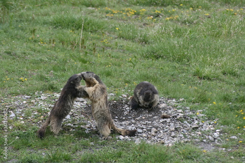 Jeu de Marmottes  photo