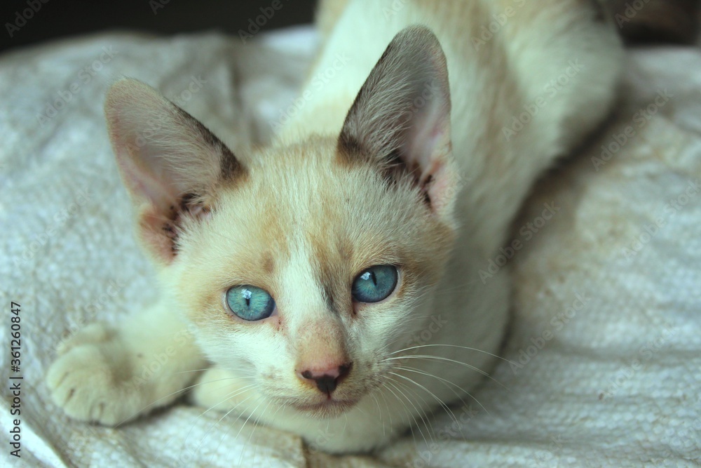 Fototapeta premium portret kota