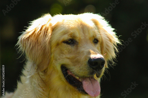 golden retriever portrait