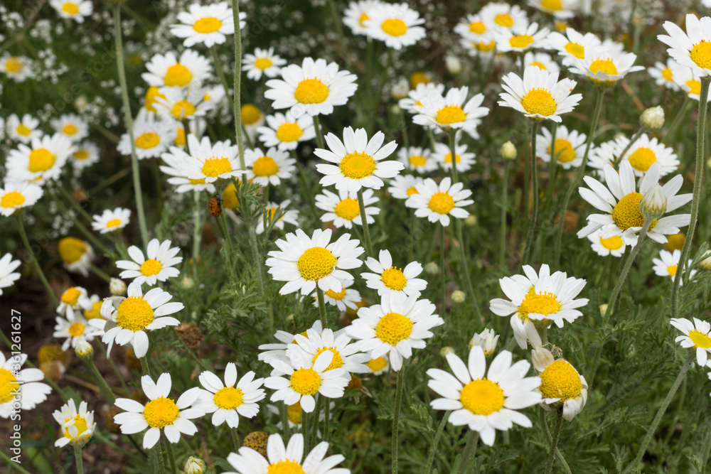 Daisy field, wild field with small wild flowers Daisy field, wild field with small wild flowers