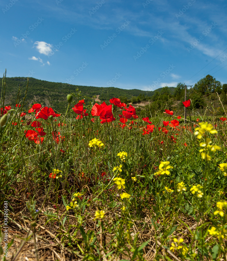 Poppy fields Frane