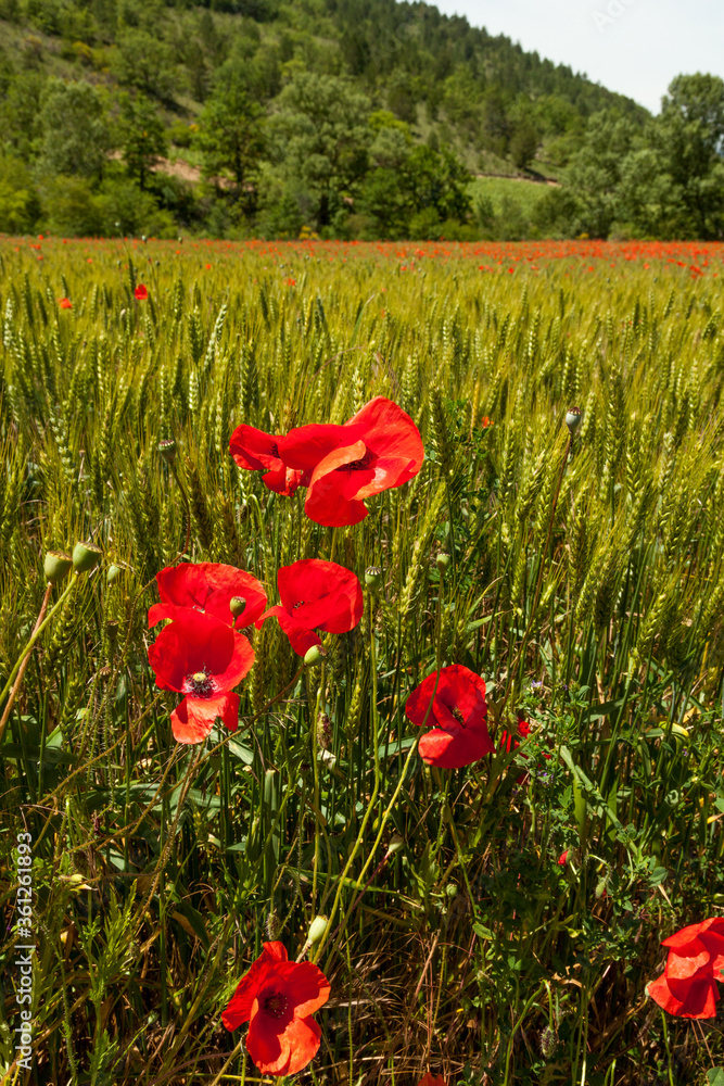 Obraz premium poppy fields french countryside in spring