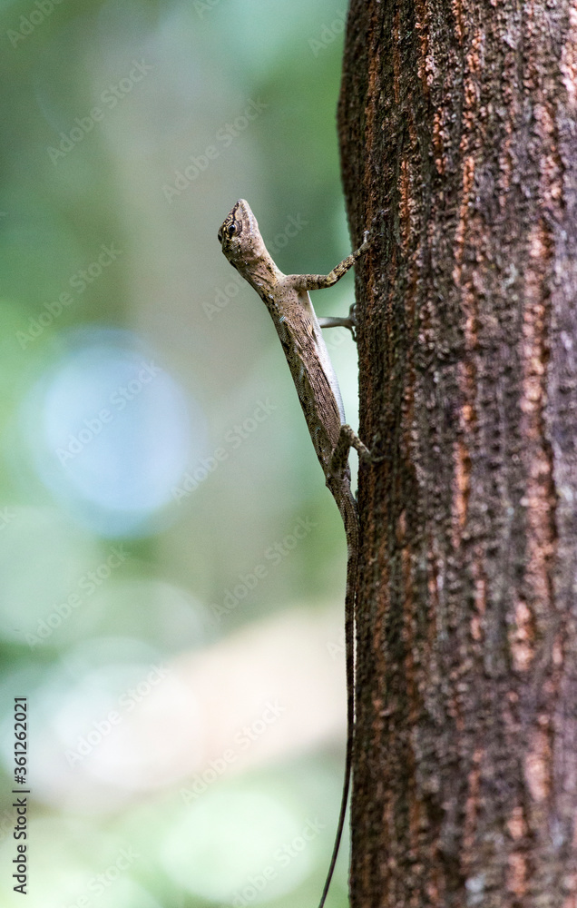 Flying lizard at Tangkoko national park Flying lizard at Tangkoko national park