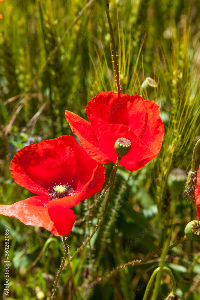poppy fields french countryside in spring poppy fields french countryside in spring