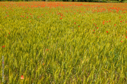 poppy fields french countryside in spring