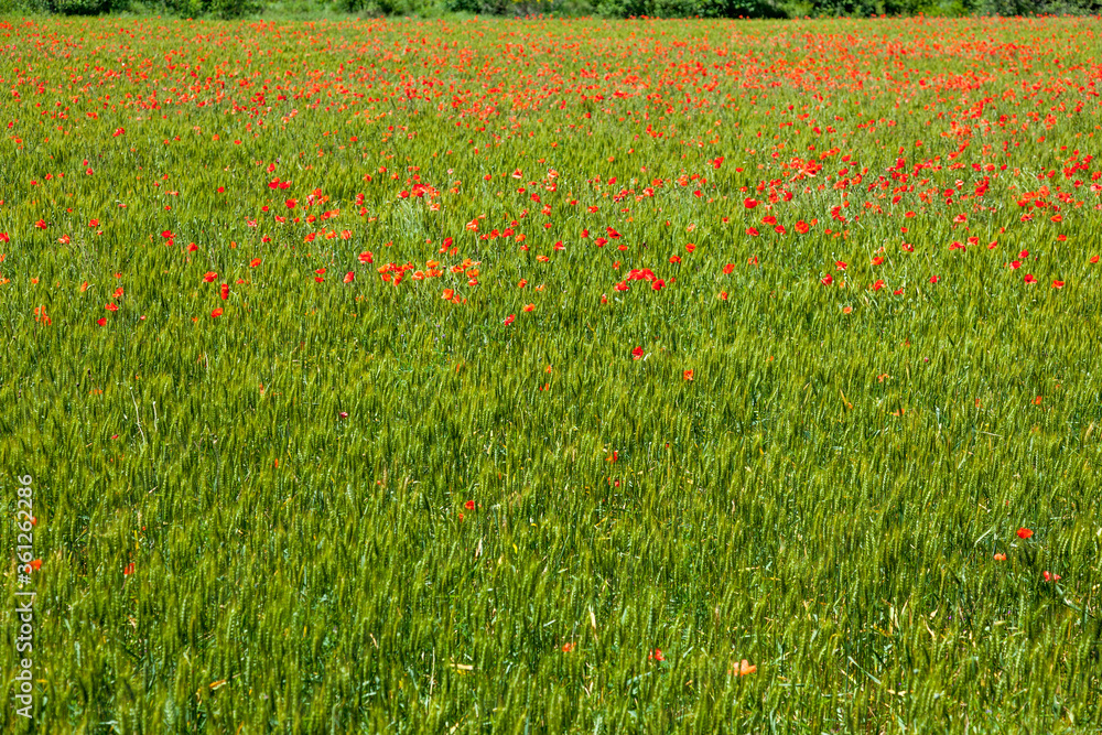poppy fields french countryside in spring poppy fields french countryside in spring