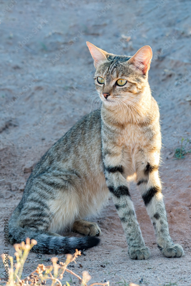 African Wildcat.