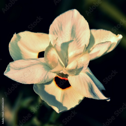Close up of a bicolor Iris in sunshine