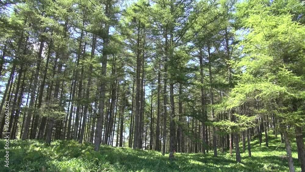 高ボッチ高原 高ボッチ高原